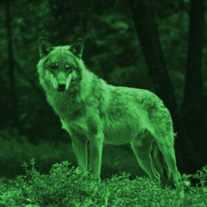 Night Vision